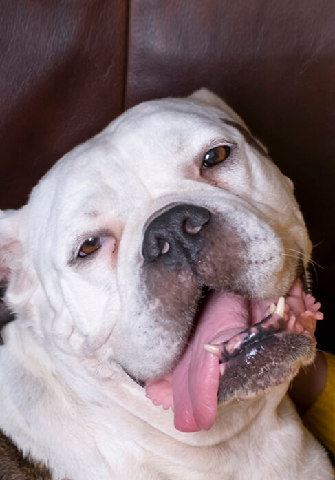 About The Breed: Bulldog  Highland Canine Training