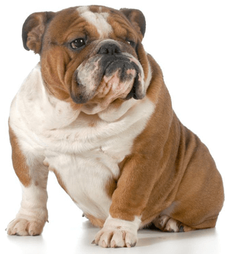 About The Breed: Bulldog  Highland Canine Training