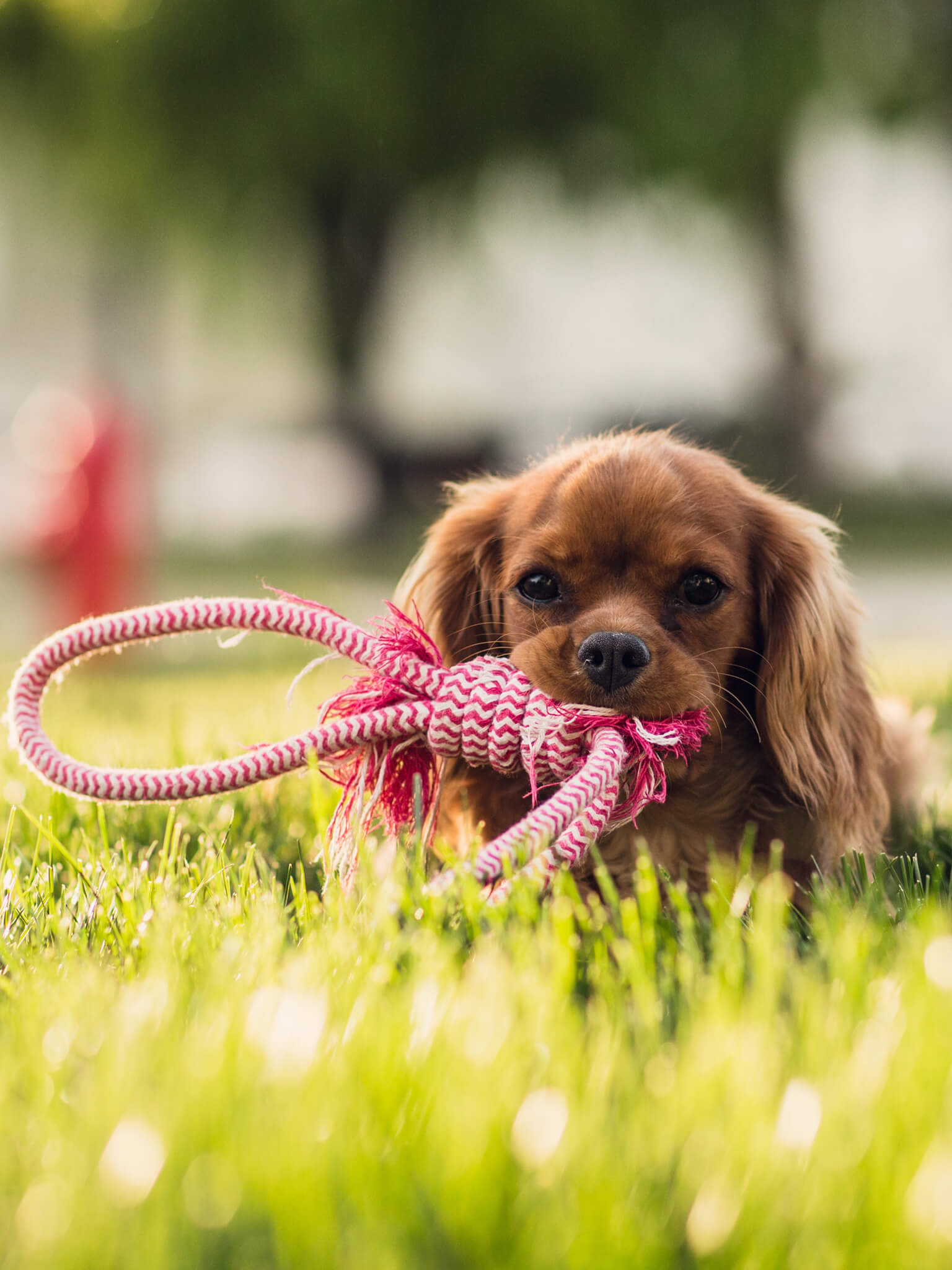 Dog with lovers