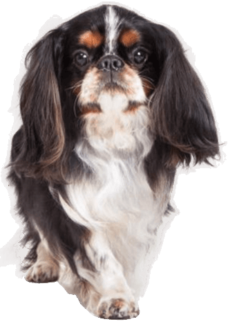 are english toy spaniel puppies lazy