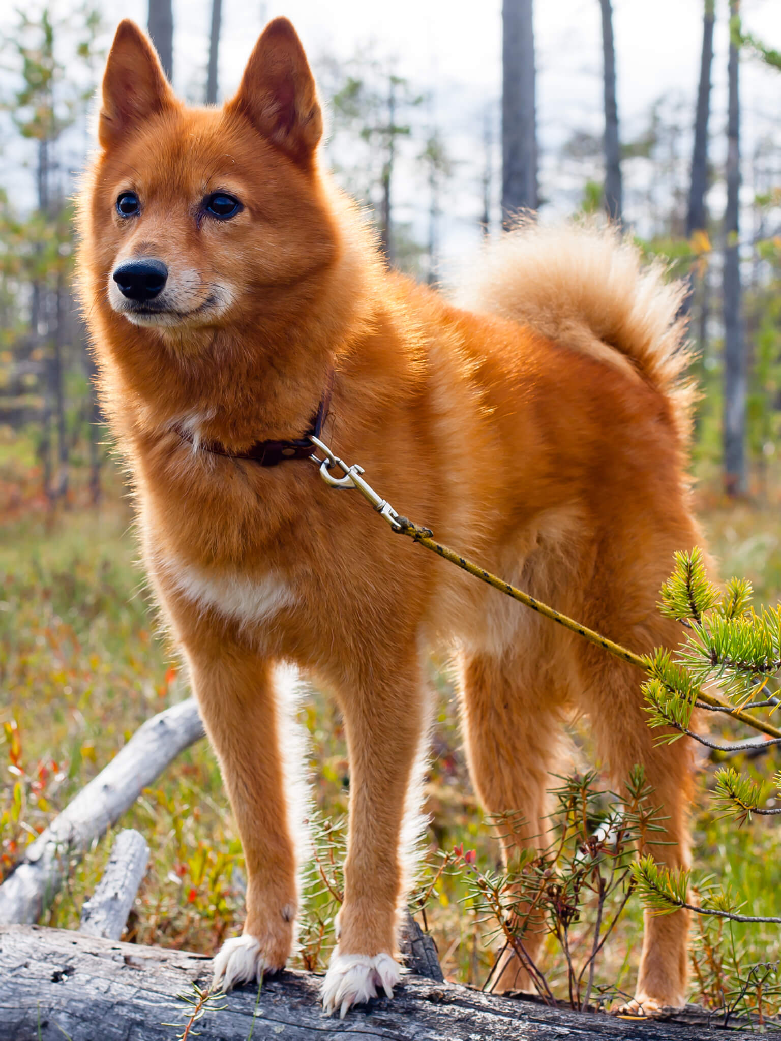 Dog with lovers