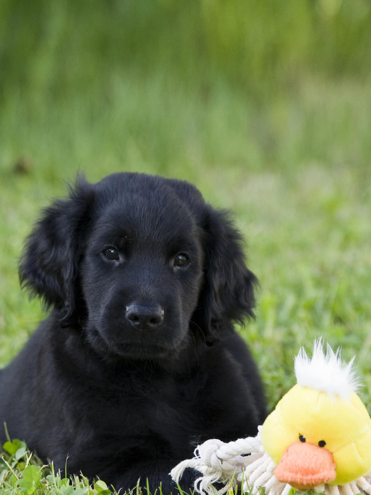 Dog with lovers