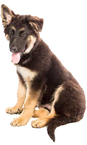 how many calories does a german shepherd puppy need