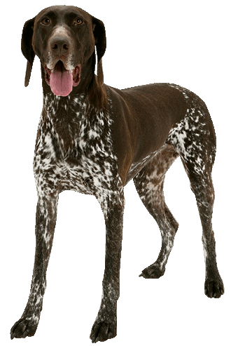 anyone have a german shorthaired pointer