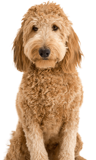 Goldendoodle (Groodle): Dog Breed Characteristics & Care