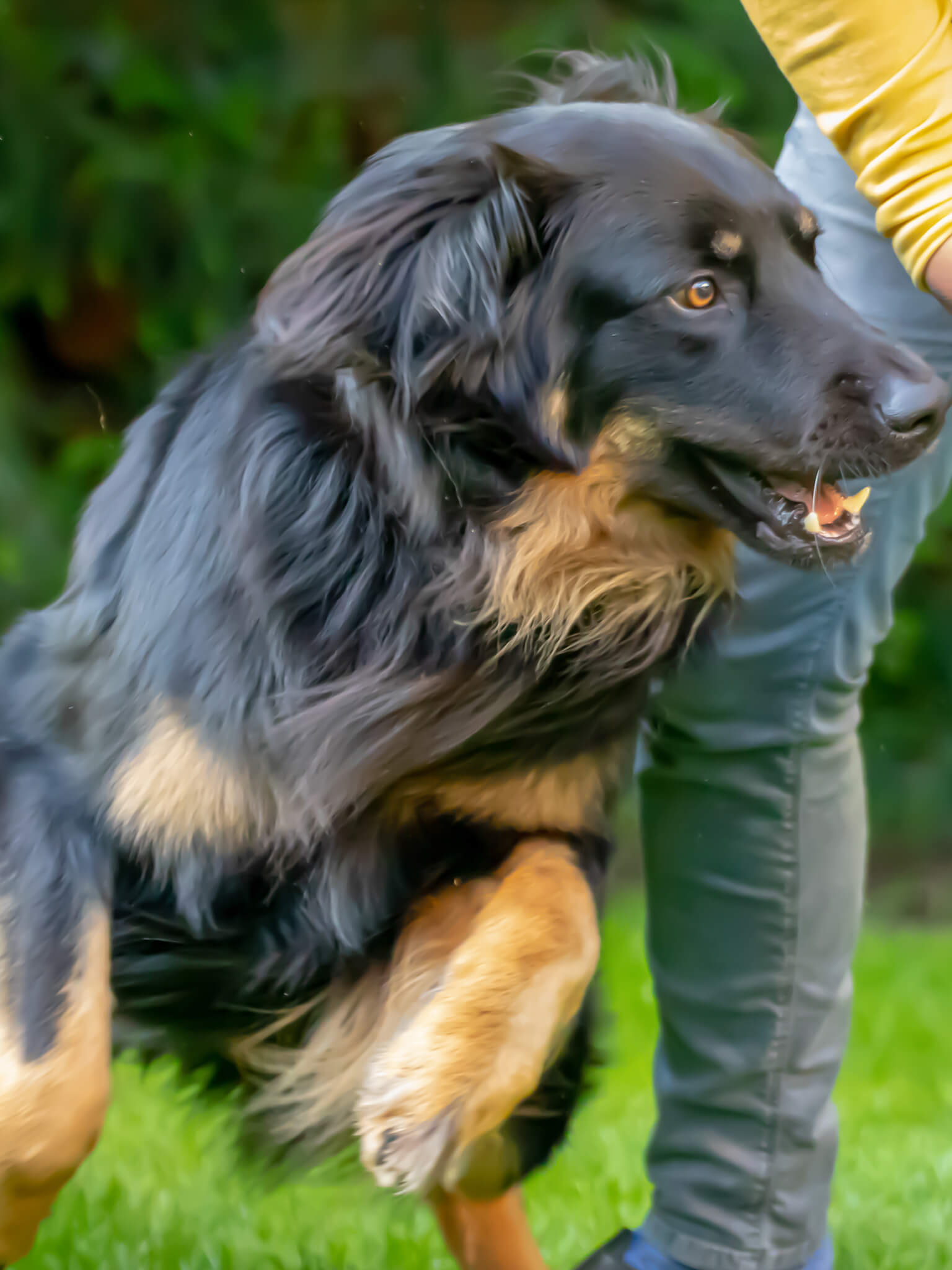 Dog with lovers