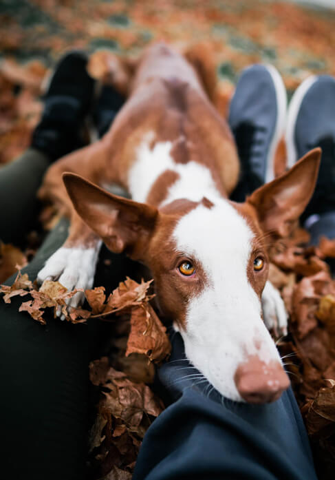 Dog with lovers