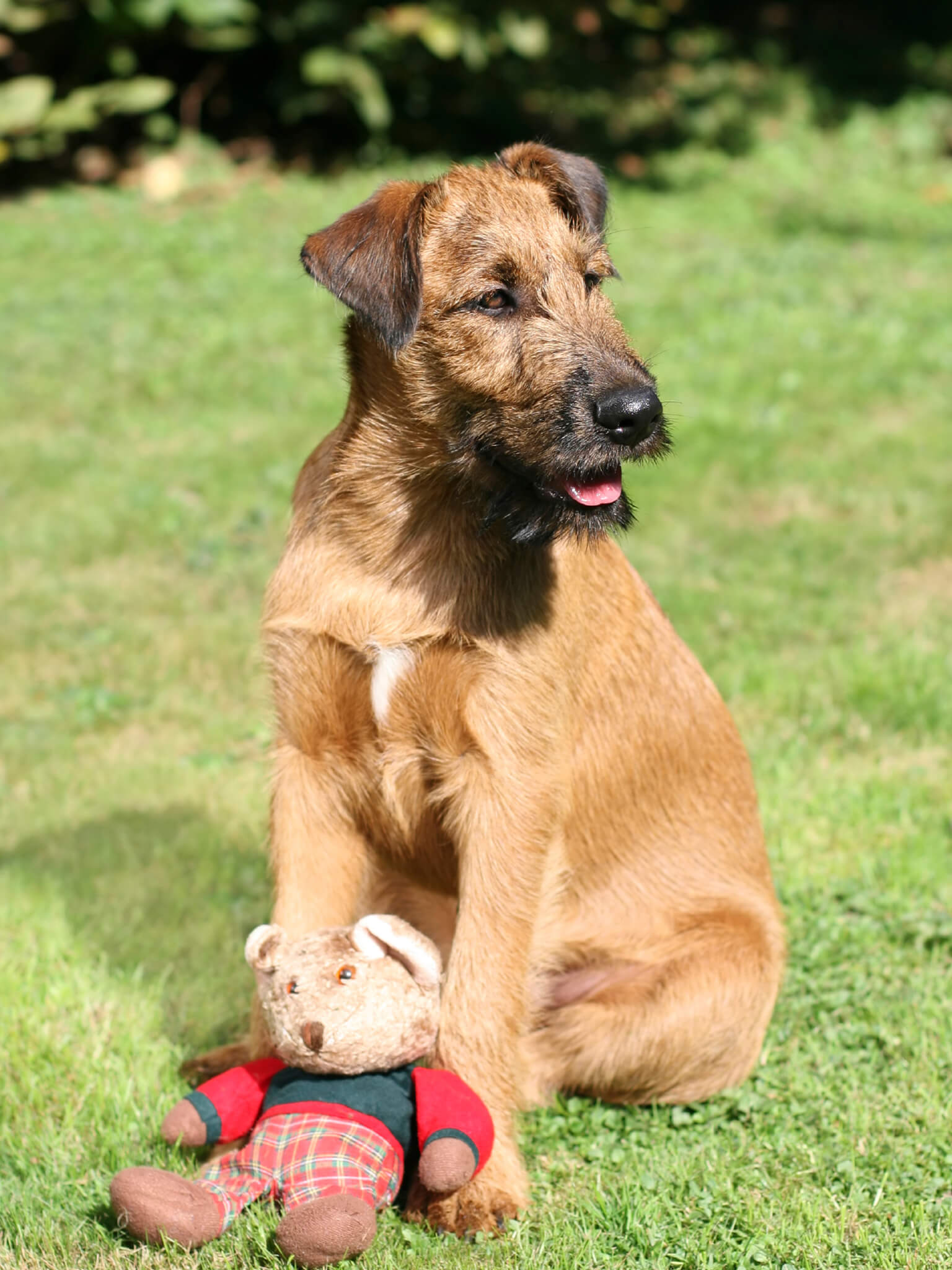 Dog with lovers