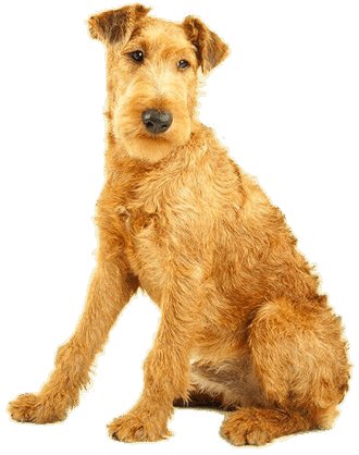 how tall do irish terriers get