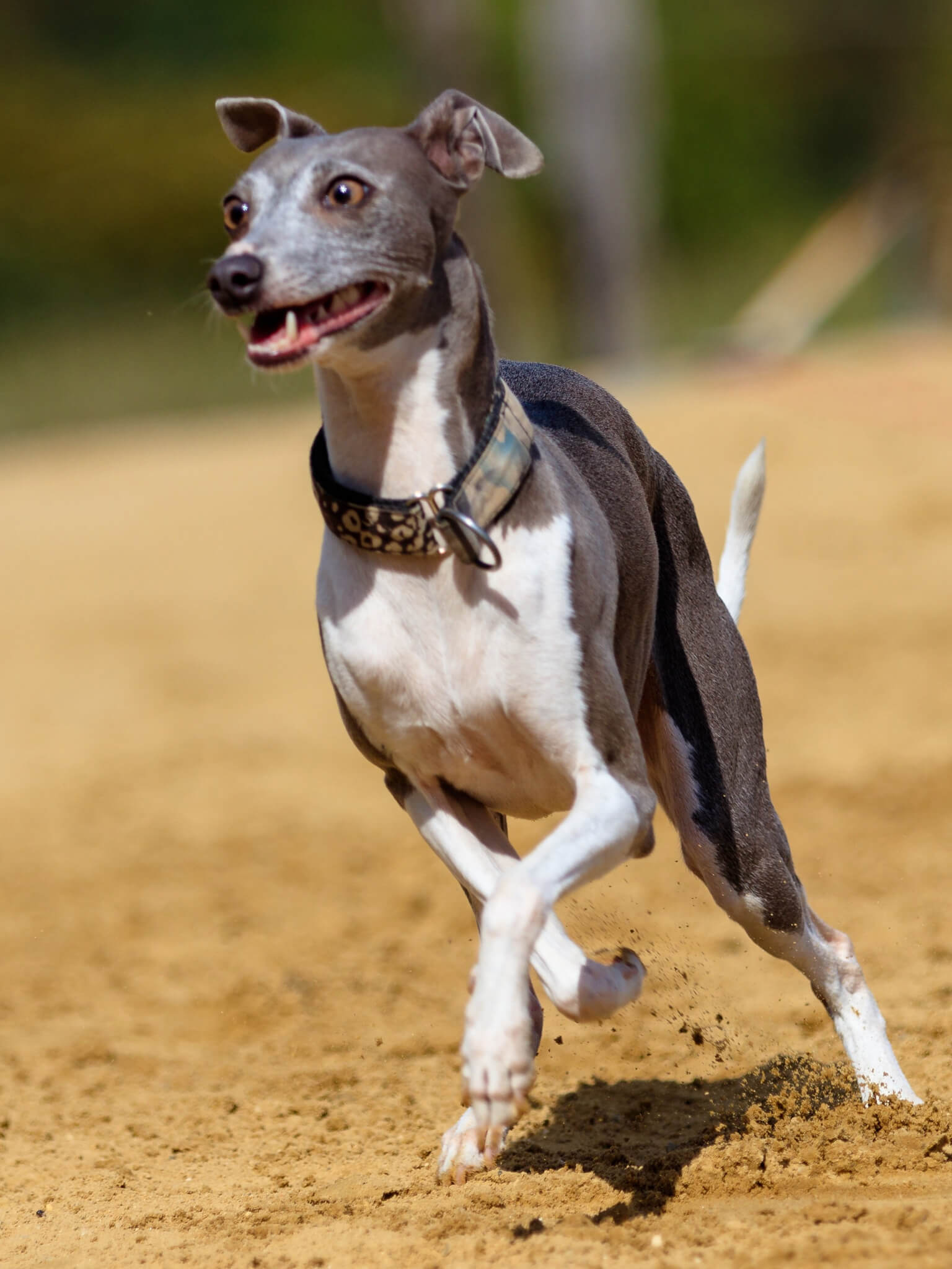 are bones easily digested by a italian greyhound