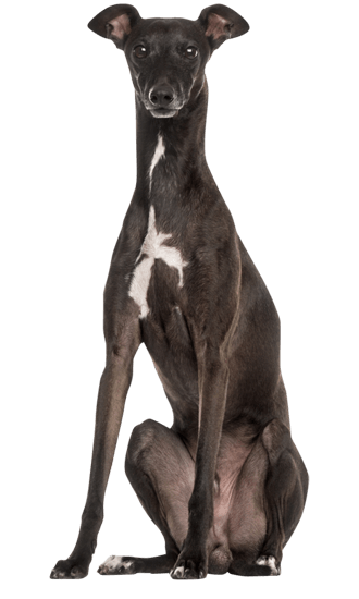 are italian greyhounds good pets