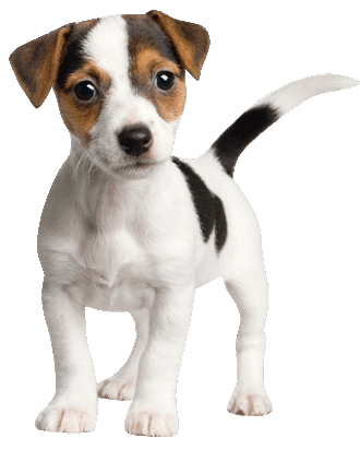 https://www.trainpetdog.com/wp-content/themes/mytheme/images/about-page-images/Jack-Russell-Terrier-origin.png