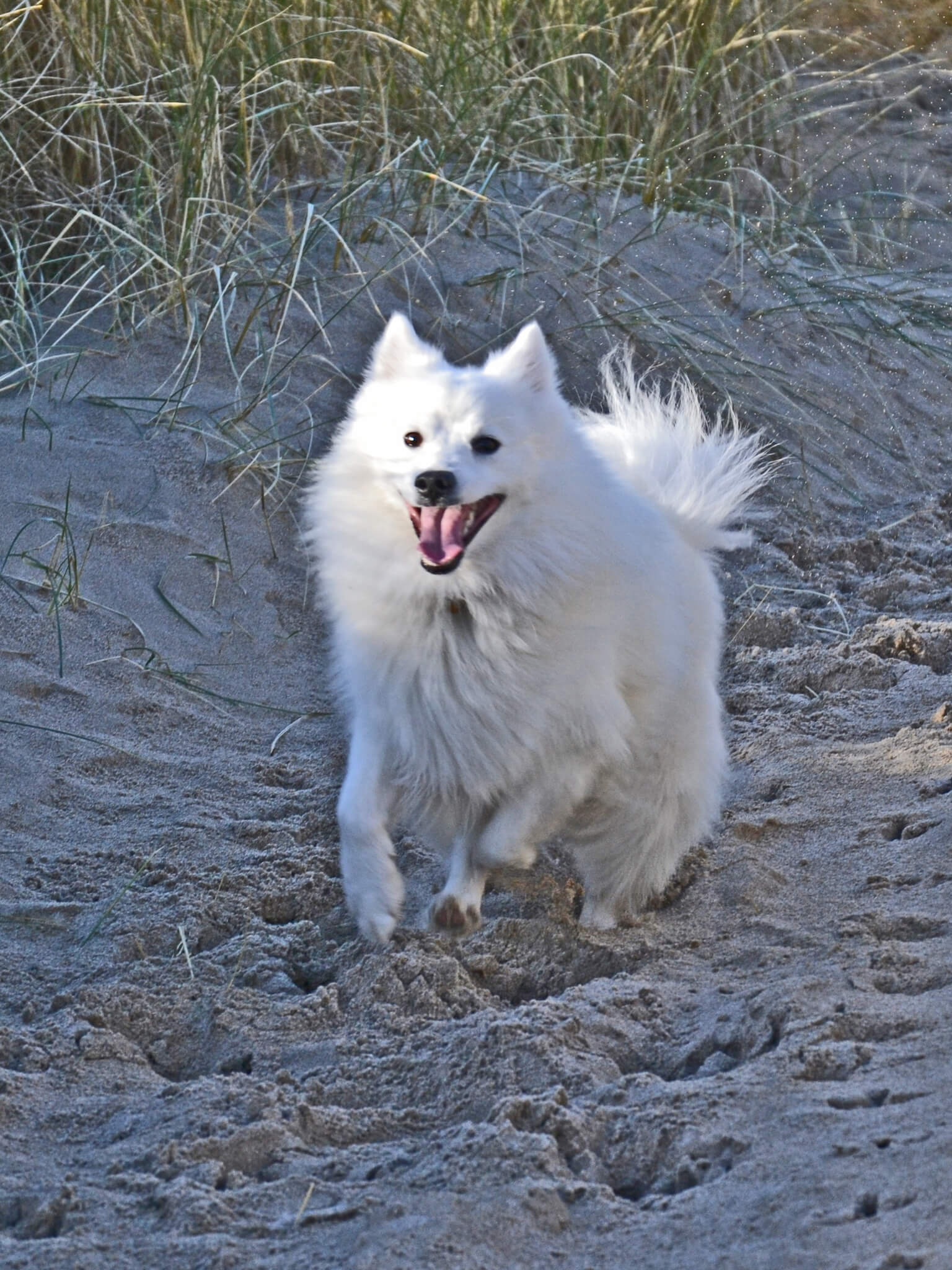 is japanese spitz easy to train