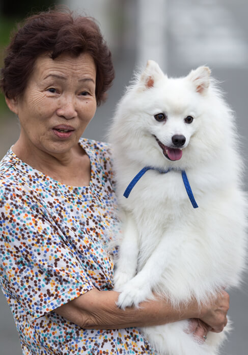 is japanese spitz easy to train