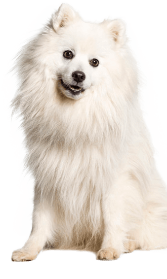 is japanese spitz easy to train