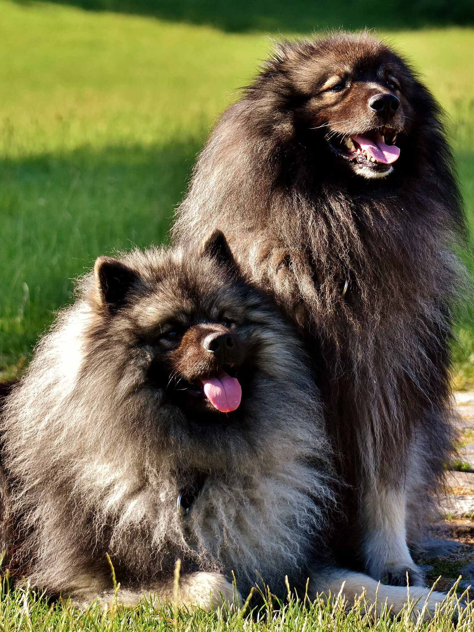 Dog with lovers