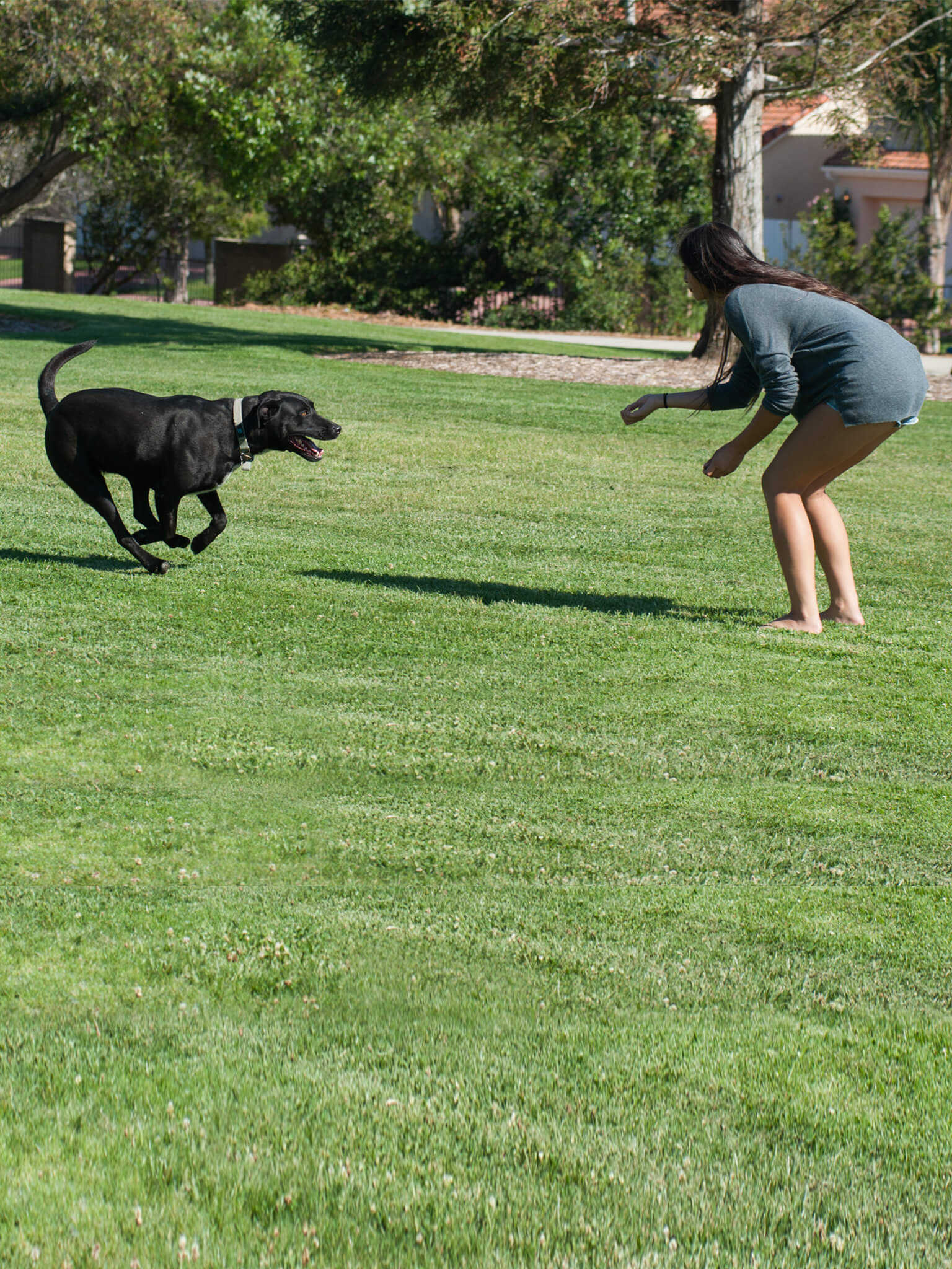 Dog with lovers