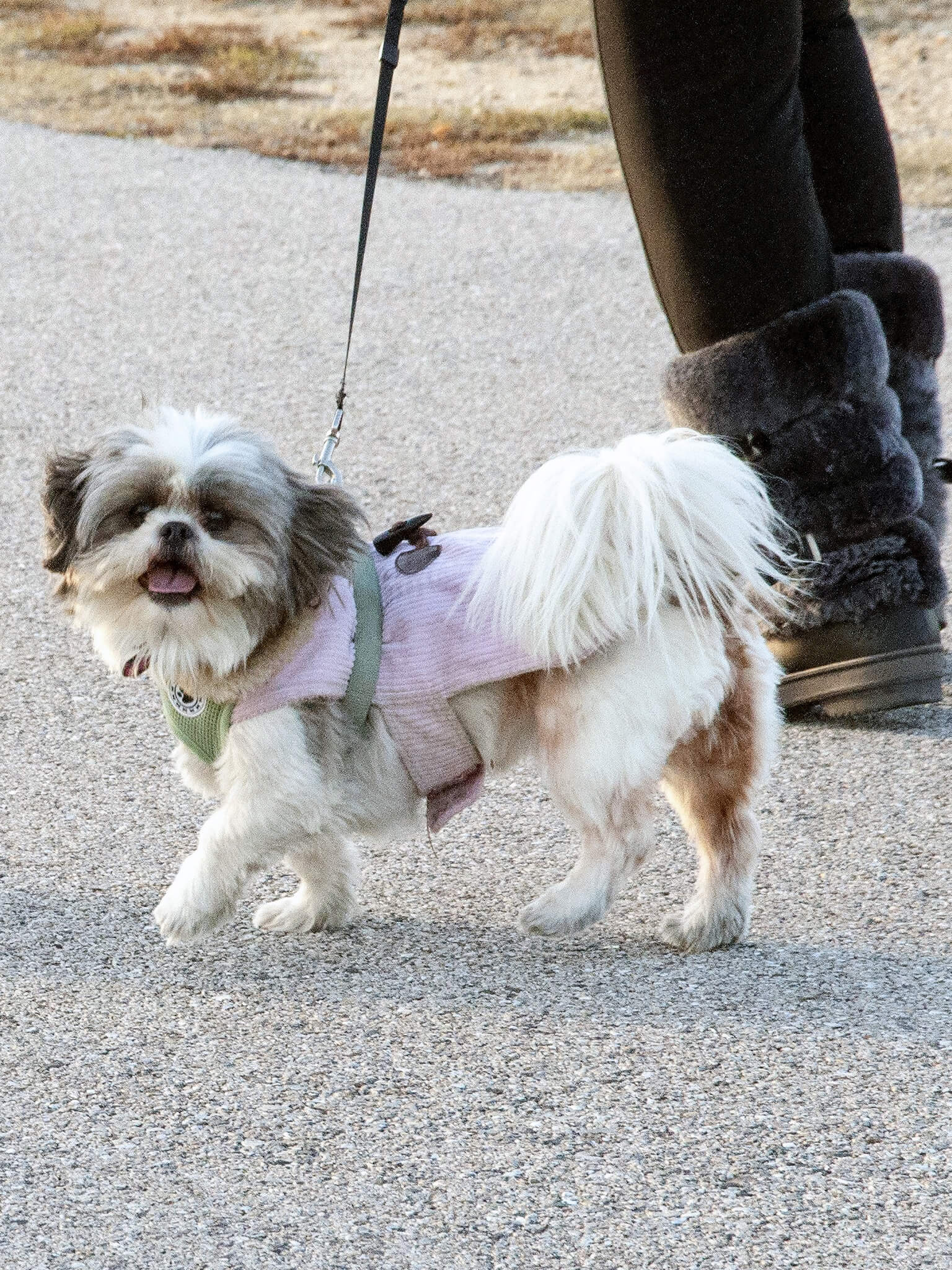 Dog with lovers