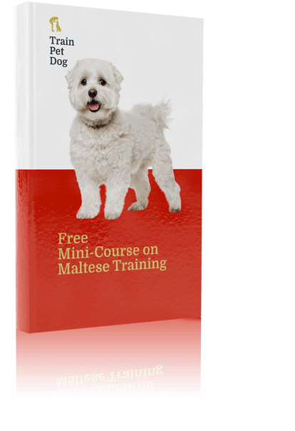 are maltese dogs easy to train