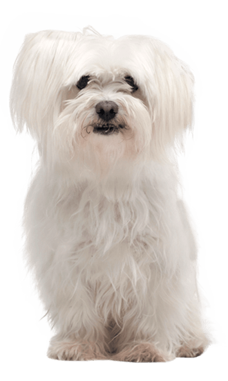 are maltese dogs easy to train