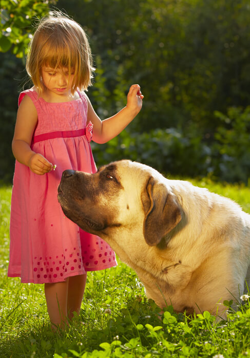 Dog with lovers