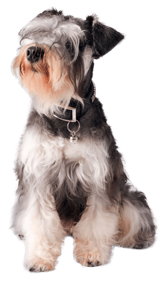 what size collar for miniature schnauzer