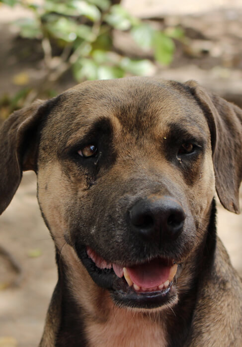 breeds are mountain curs hypoallergenic