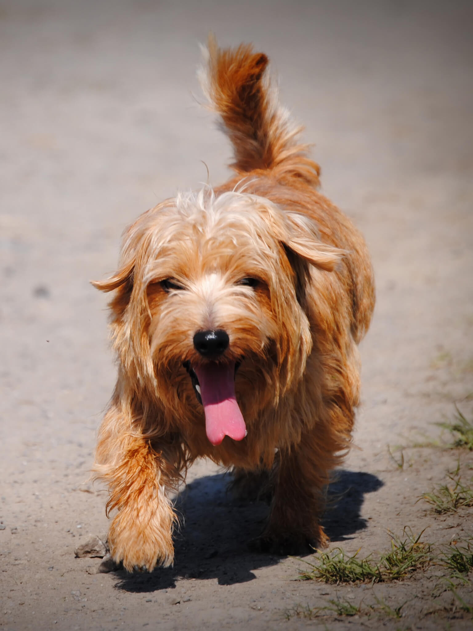 Dog with lovers