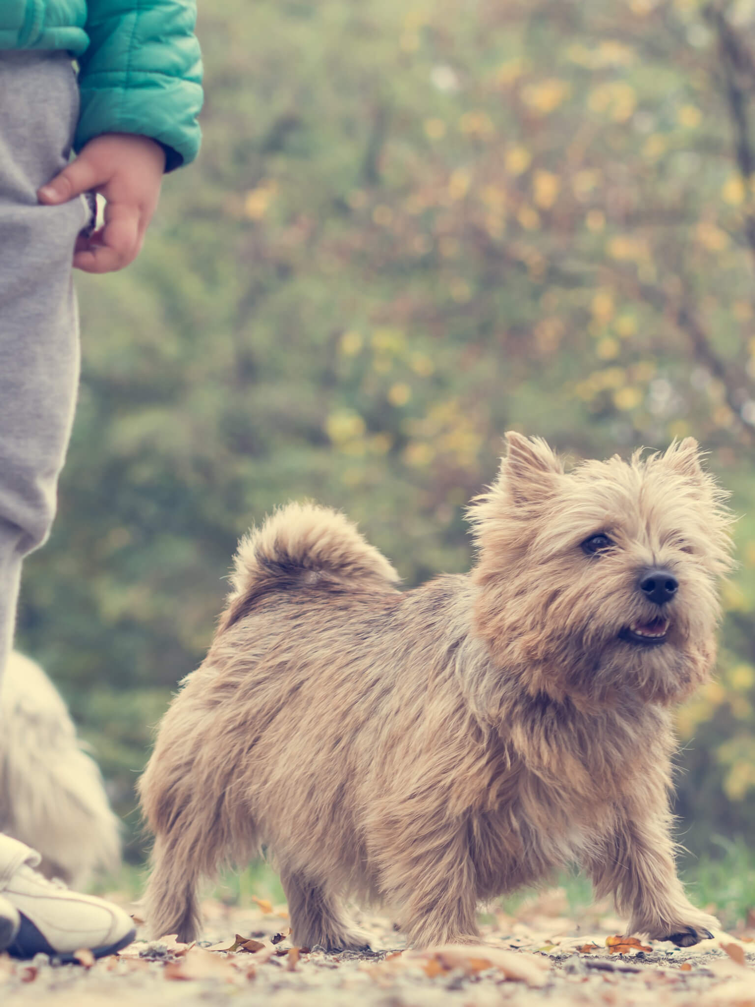 Dog with lovers