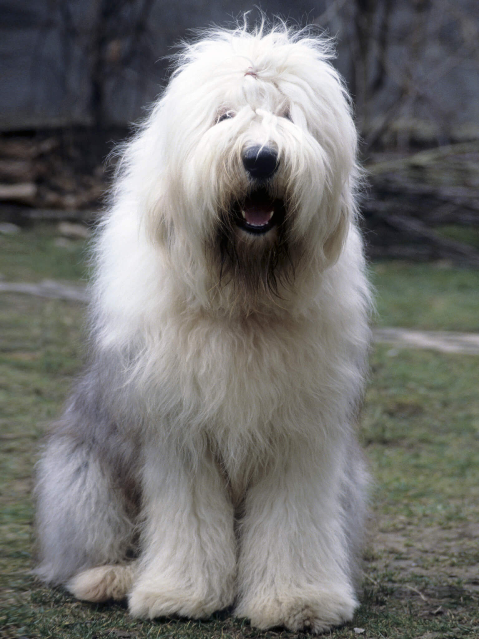 Old English Sheepdog - Training Course on Old English Sheepdog