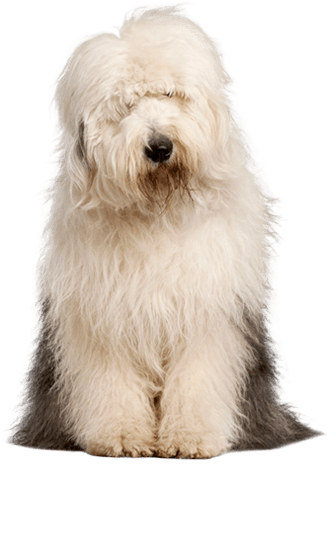 Old English Sheepdog Dog Breed Information