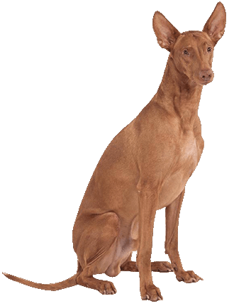 are pharaoh hound aggressive