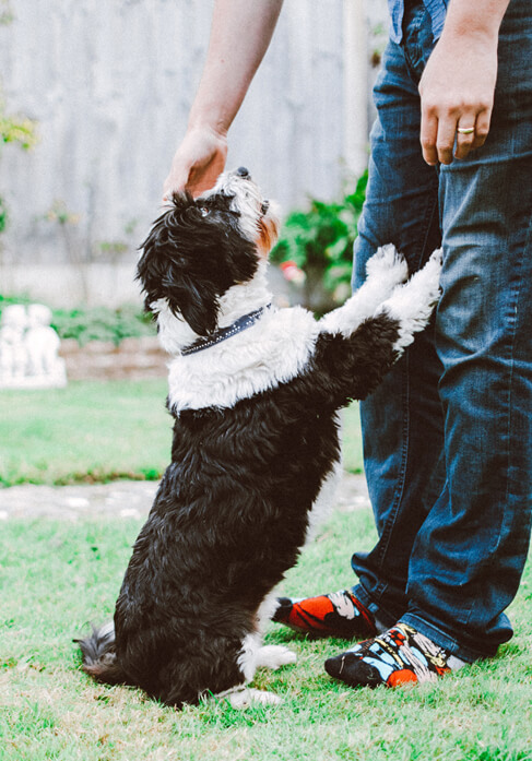 Dog with lovers