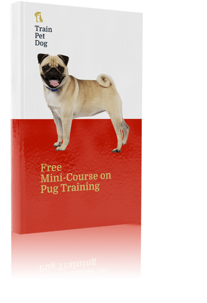 what tricks can you teach a pug