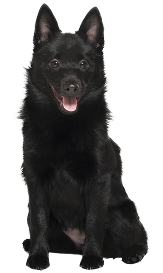 is a schipperke the right dog for you