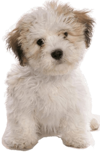 how often should you bathe a shichon