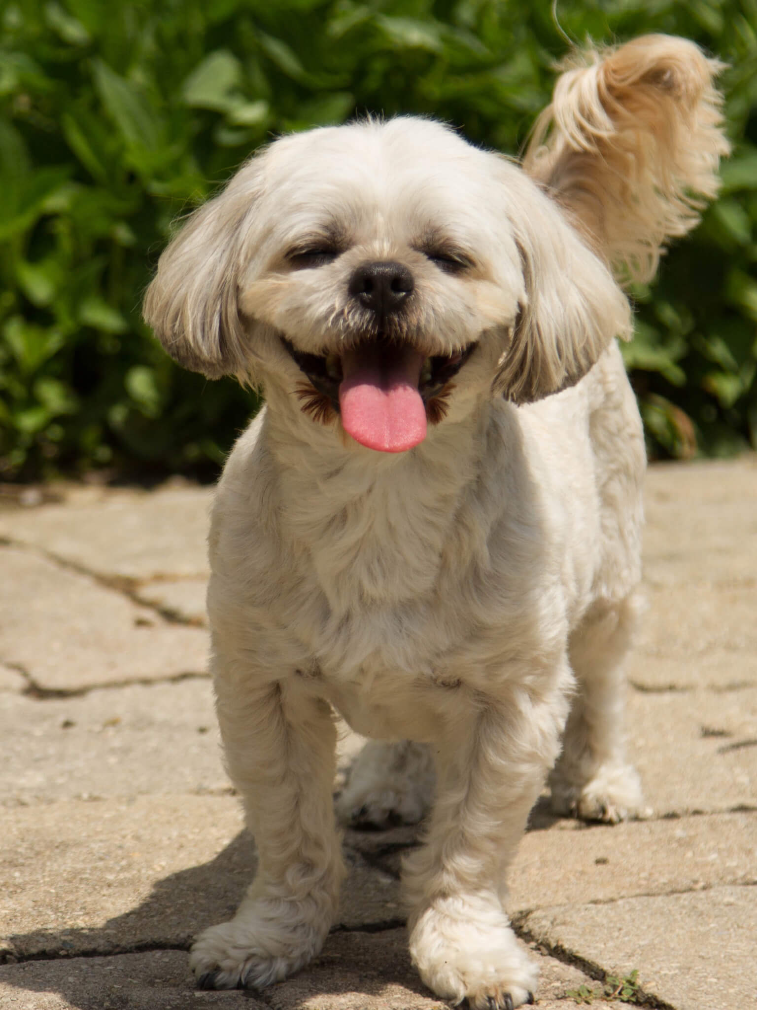 Dog with lovers