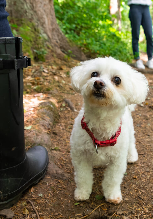 Dog with lovers