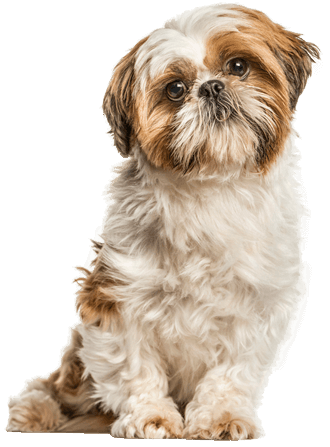 Shih Tzu Training, Characteristics, & Care