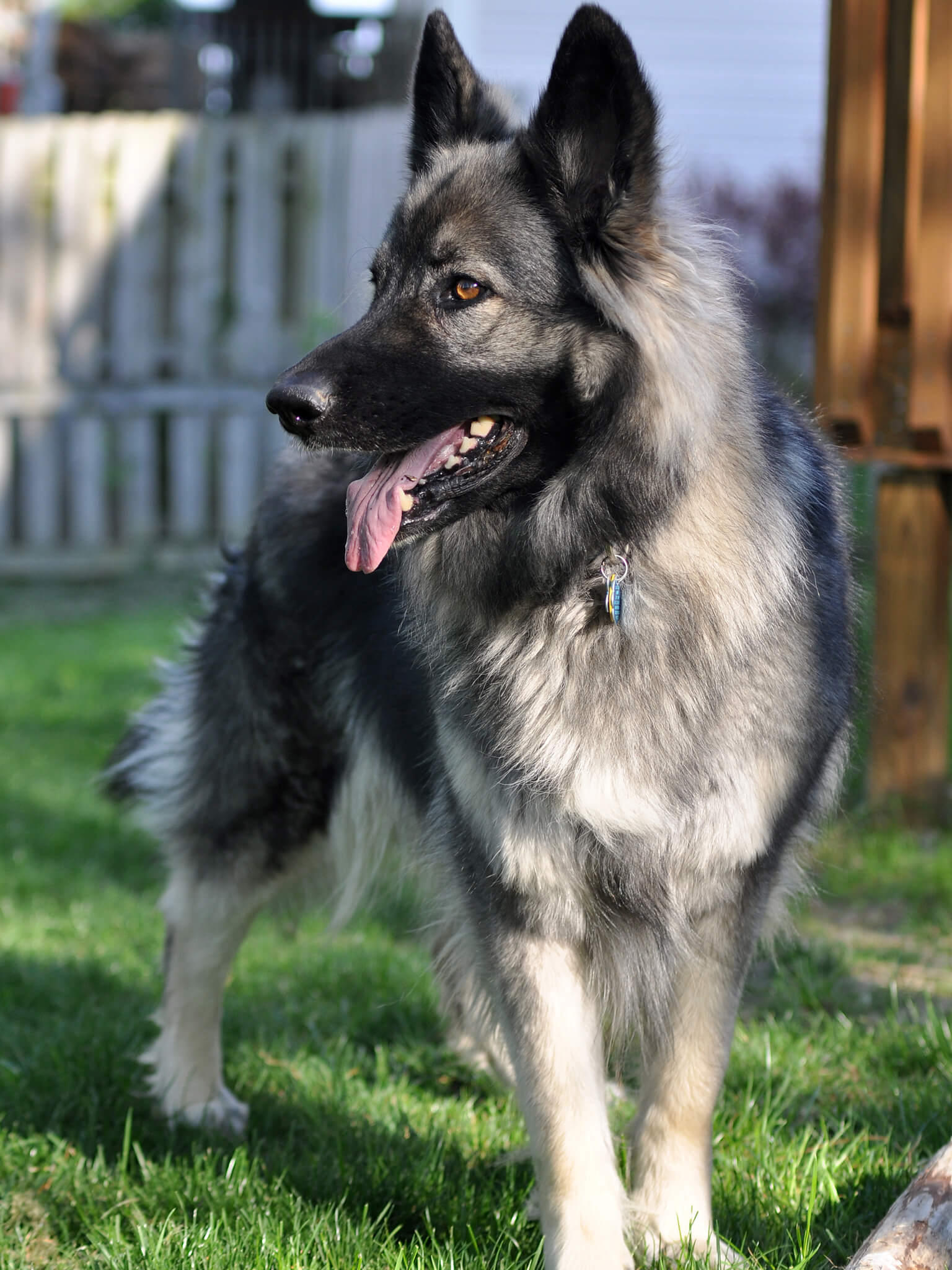 Shiloh Shepherd Dog