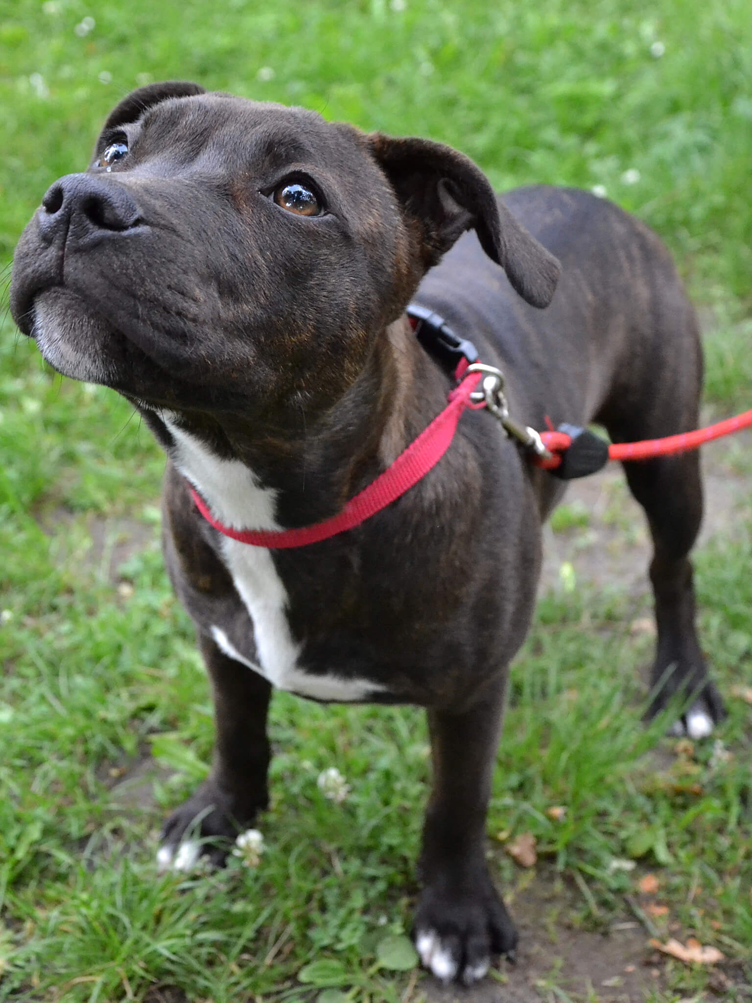Staffordshire Bull Terrier Training Course on