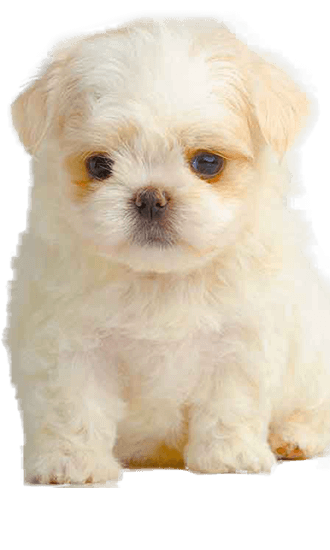 are maltese dogs easy to train