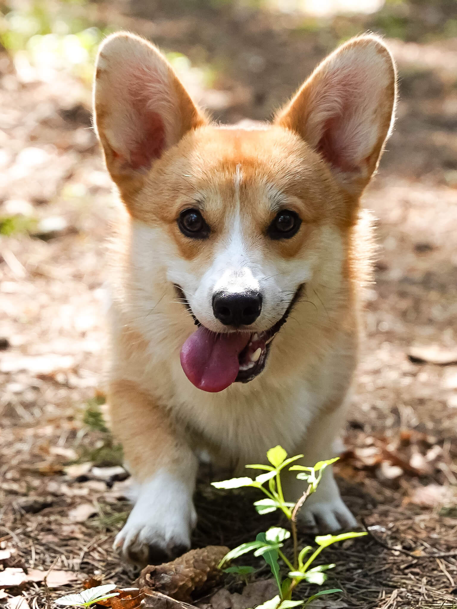 Dog with lovers