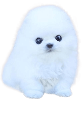 Teacup Pomeranian Training, Temperament, & Care | TrainPetDog