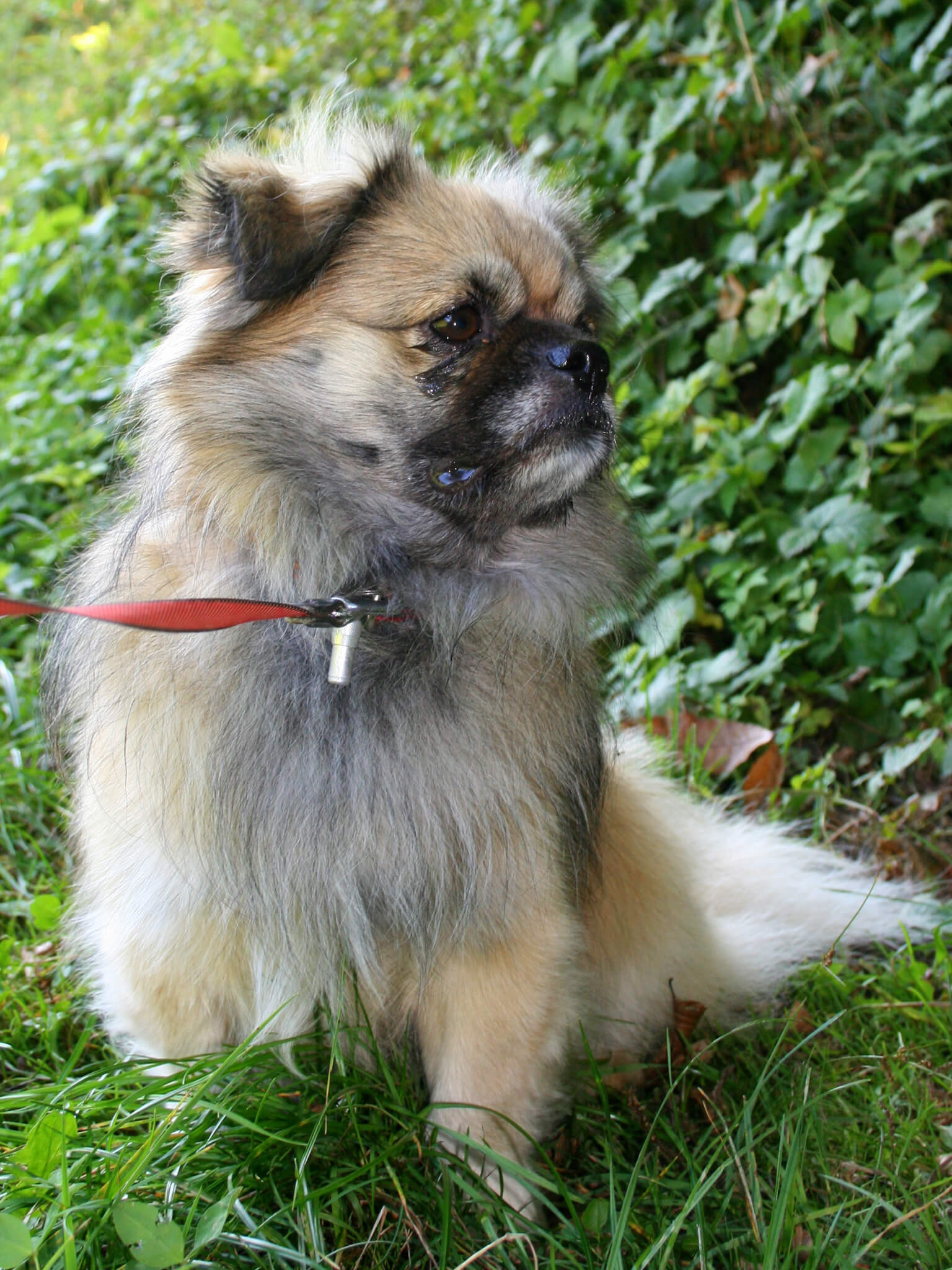 are tibetan spaniel aggressive