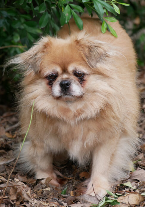 are tibetan spaniel aggressive