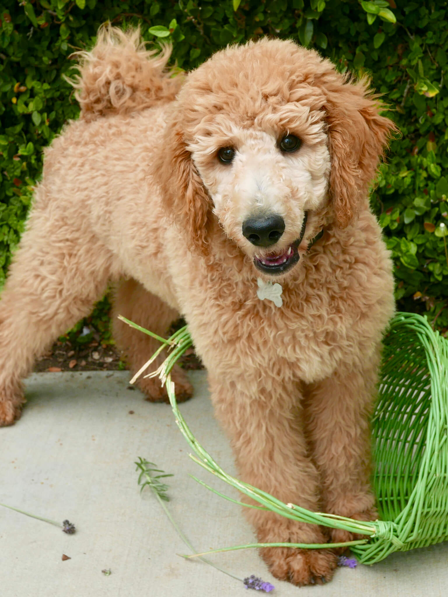 Toy Poodle Training Course On