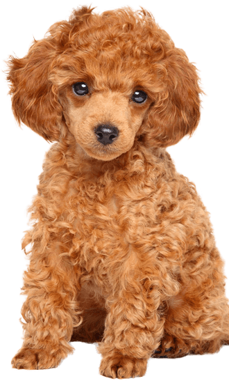 Toy Poodle - Training Course on Toy Poodle