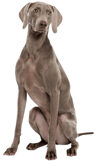 what is the breed of weimaraner