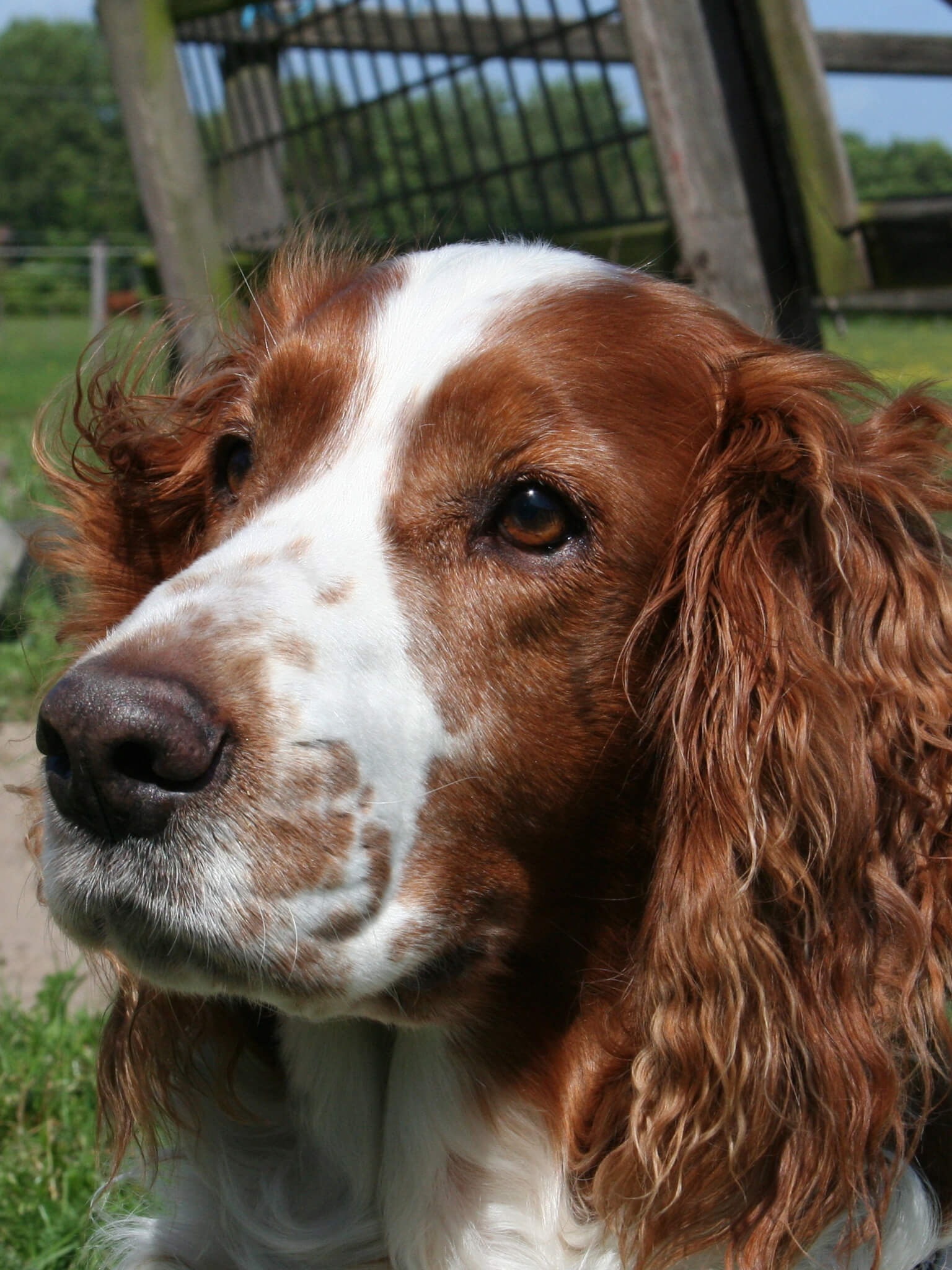 Welsh Springer Spaniel Training Course On Welsh Springer Spaniel Welsh Springer Spaniel Training Course On Welsh Springer Spaniel